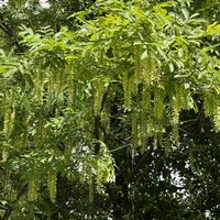 クルミの木,シナサワグルミ,クルミの花,かわいいな♡,花のある暮らしの画像
