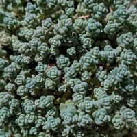 タイトゴメ,姫星美人,セダム  ダシフィルム,多肉植物,珍奇植物の画像