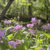 サクラソウ,山野草,ハイキング・登山,山野草大好き,離山の画像