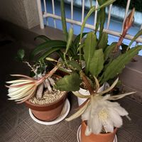 月下美人,月下美人,おうち園芸の画像