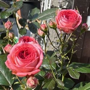 鉢植え,ガーデニング,花のある暮らし,バラを楽しむ,バラのある暮らしの画像