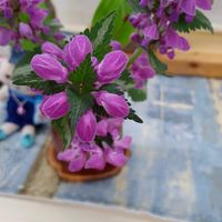 ラミウムの画像