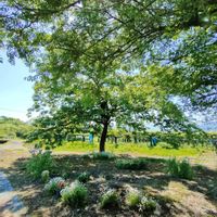 柿の木,ギボウシ（ホスタ）,ガーデニング,新緑,花のある暮らしの画像