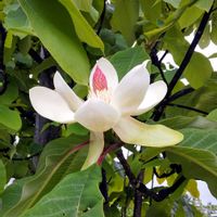 カーネーション,ベゴニア センパフローレンス,ホオノキ,ホオノキの花,地植えの画像