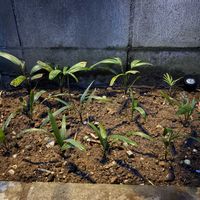 カンノンチク,シュロチクの画像