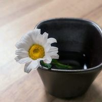 ノースポール,クリセンマム ムルチコーレ,挿し木の画像