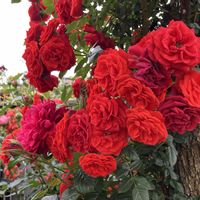 バラ、薔薇、ばら,バラ、薔薇、ばら,赤い花,散歩,白い花の画像