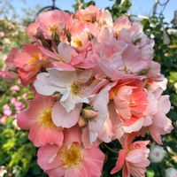 ラバグルート,くるみ,今庭,薔薇 ベイシーズパープルローズ,レイチェル・ボウズ・ライアンの画像
