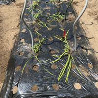 ニラ,フルティカ,ミニカボチャ,家庭菜園の画像