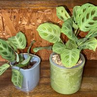 マランタ,マランタ・ライトベインズ,観葉植物,植え替え,クズウコン科 の画像