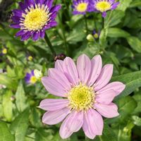 ミヤコワスレ,ミヤコワスレ, 山野草,山野草,庭の花の画像