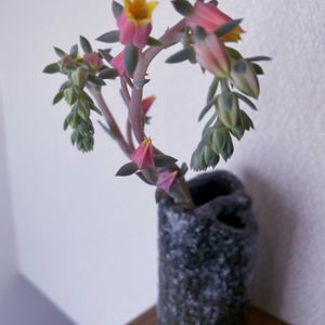 七福神,七福神の花,多肉植物,一輪挿し,信楽焼の画像