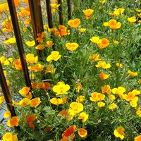ハナビシソウ,ワイルド,裏庭,ビタミンカラー,花のある暮らしの画像