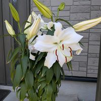 カサブランカの画像