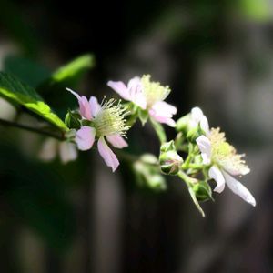 ブラックベリー,ブラックベリーの花,テラス,家庭菜園の画像