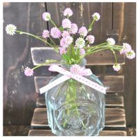 ヒメツルソバ,ミヤコワスレ,ポリゴナム（ヒメツルソバ）,今日のお花,繋がりに感謝✨の画像