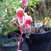桃美人,桃美人,我が家の多肉,我が家のお花,おうち園芸の画像