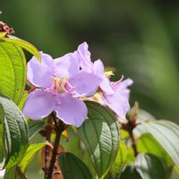 ノボタン,花のある暮らし,沖縄,自生の花,ピンクワールドへ ようこその画像