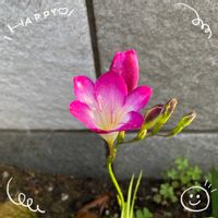 ガザニア,キュウリ,ヒペリカム,フリージア,お花大好き♡の画像