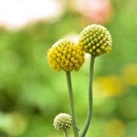 クラスペディア,クラスペディア,ドライフラワー,園芸種,お出かけ先の画像