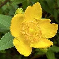 キンシバイ,オタフクナンテン,Have a good day✨,被災地の復旧..復興..を願います,平和な毎日になりますように...の画像