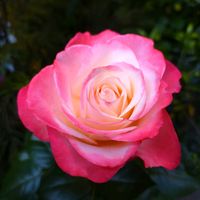 バラ,薔薇,薔薇 ノスタルジー,ばら,ガーデニングの画像