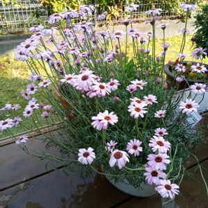 ローダンセマム,花のある暮らし,お花大好き♡,テラスの画像