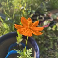 キバナコスモス,花のある暮らし,花いろいろ,庭の画像