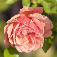 ガーデニング,花のある暮らし,ナチュラルスタイル,薔薇のある暮らし♡,おうち園芸の画像