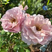 くるみ,薔薇　カフェモカ,バラ シャーウッド,ローズガーデン,大好きな花の画像