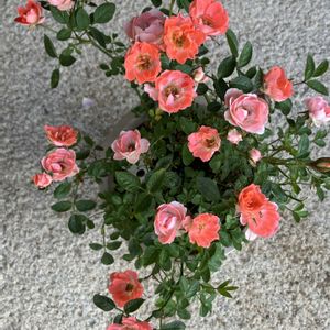 ミニバラ,ミニ薔薇,ミニバラ鉢植え,バラ・ミニバラ,オレンジ色の花の画像