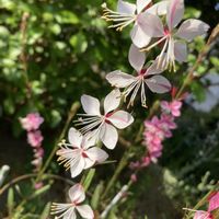 ガウラ リリポップピンク,ガーデニング,花のある暮らし,小さな庭の画像