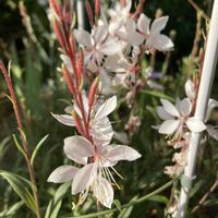 ガウラ,ガーデニング,花のある暮らし,小さな庭の画像