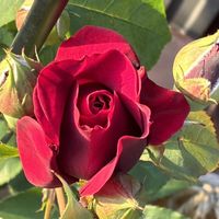 オデュッセイア,禅 ローズ,鉢植え,バラ 鉢植え,いつもありがとう♡の画像