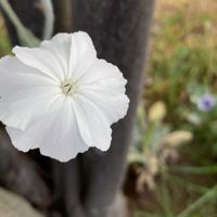 フランネルソウ,ガーデニング,花のある暮らし,小さな庭の画像