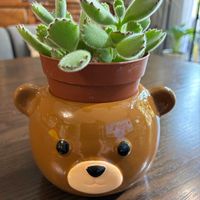 熊童子,DAISO,リビング・ダイニングの画像
