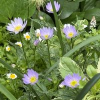 ミヤコワスレ,ガーデニング,春の庭,今日のお花の画像