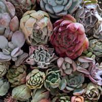 オーロラ,虹の玉,多肉植物 寄せ植え,プリンセスパール,ネオンブレーカーズの画像
