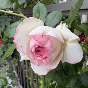 バラ　ピエール・ドゥ・ロンサール,バラ好き,バラを楽しむ,バラのある暮らしの画像