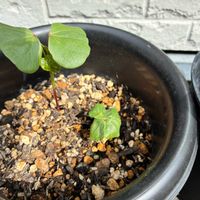 ワタ,植物のある暮らし,ほしつながり,たいせつななかま♡,ＧＳは笑顔で⭐️の画像