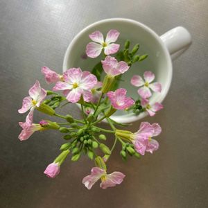 ハマダイコン,ハーブ,野草,ピンクの花,いつもありがとう♡の画像