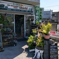 多肉植物,ウラボシ科,ビカクシダ属,食中植物,塊根の画像