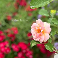 薔薇,フェリシア,ばら バラ 薔薇の画像