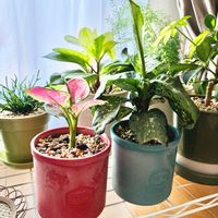 アグラオネマ,ディフェンバキア,観葉植物,ダイソー,インテリアグリーンの画像