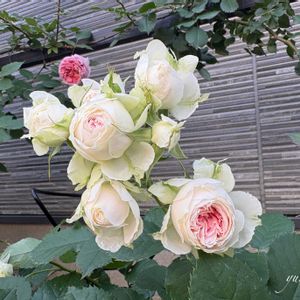 バラ,パシュミナ,バラを楽しむ,ばら バラ 薔薇の画像