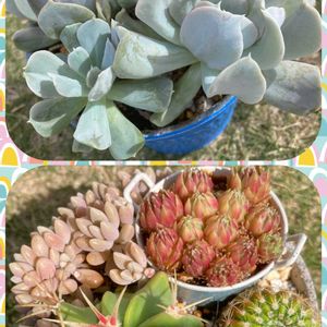 スプレンダー,サボテンの寄せ植えの画像