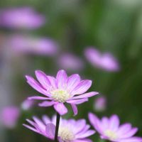キュウリグサ,キュウリグサ,バラ,バラ,ミヤコワスレの画像
