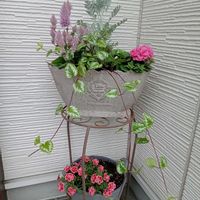 花のある暮らし,切り花を楽しむ,#ガーデニングの画像