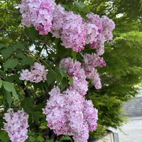 ツツジ,ハナズオウ,ライラック,芝桜,西洋オダマキの画像