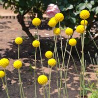 クラスペディアの画像